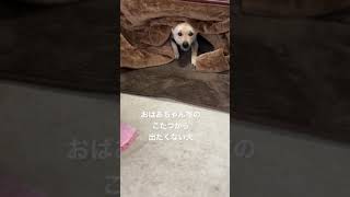 【元保護犬】こたつから出たくない。顔で訴えてくるあざとい犬#雑種犬＃犬