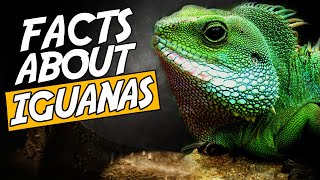 Top 10 Facts About Iguanas. The Last 3 Will Scare You!