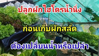 เปลี่ยนน้ำก่อนเก็บผักสลัด Hydroponics  /#บ้านสวนกิตติธรา #ผักสลัด