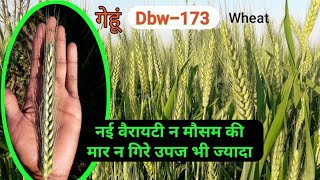 गेहूं की नई वैरायटीdbw173 दानों की संख्या अधिकnew variety high Yield