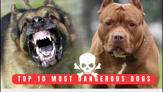 Top 10 Dost Dangerous Dog Breeds in the World.