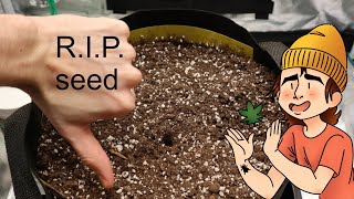 Growing Autoflowers | Ep. 3 (The Little Seed That Couldn't)