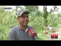 পাহাড়ের বুকে বাণিজ্যিকভাবে আনারস চাষ pineapple cultivation moulvibazar news somoy business