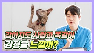 강아지들도 사람과 똑같이 감정을 느낄까? | 설채현 행동학 수의사