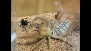 フェザーレッグヒヨケムシVSクロオオアリ  Camel Spider VS Japanese Carpenter Ant