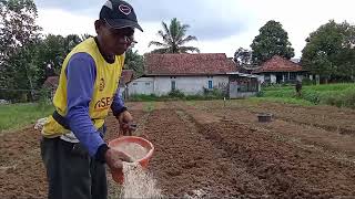 CARA PENGOLAHAN TANAH UNTUK PENANAMAN BAYAM