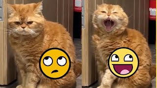 Cat looks so Angry | cat Meowing Cat funny videos | Kittens | Meow #cat #viralvideo #funnyvideo