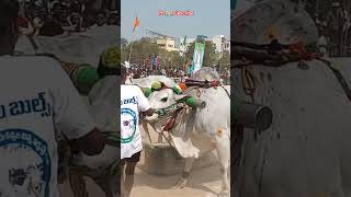 Ongole bulls racing