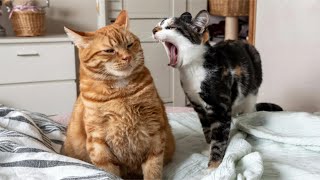 The Funniest Cats of 2026 (So Far) 😂 | Pure Cat Chaos