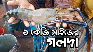 ১ কেজি সাইজ নদীর গলদা কোথায় পাবেন? || Large river shrimp || Sonargaon