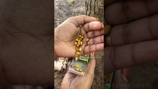 Eggs of Jewel Beetle | பொன்வண்டு முட்டை #suvaiyosuvai #allwinjilly #shortsvideo #tamilshorts #shorts