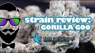 Strain Review: Gorilla Goo (Deep Roots Harvest) - YoungFashioned.com