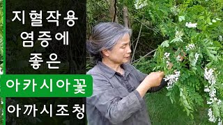 아카시아꽃조청. 아까시꽃 조청. 염증에 좋은 아까시나무. 최금옥. 슬로시티약초밥상