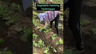 Skilled Farmers Thinning Vegetable Seedlings On The Farm #satisfying #short