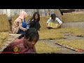 Indonesia's tobacco industry 'using child labourers'