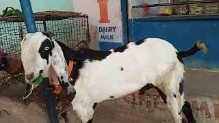 9603721597 sold our beetel collection bakra female pat for sale in hyderabad near vattepally