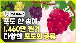 포도 한 송이 1,460만원?! 신기한 식용 포도의 종류! @세모지