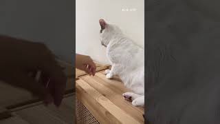 你們都騙我！偷剪貓咪的指甲🤣  #好味小姐 #cat