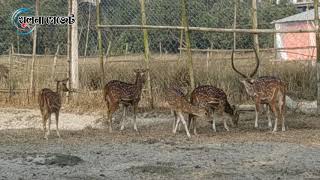 রূপসা নদীর তীরে গড়ে উঠেছে হরিণ, ইমু ও উটপাখির ফার্ম