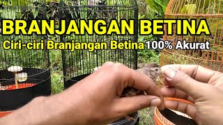 100% DETAIL BRANJANGAN BETINA ( link Pakan penggacor BRANJANGAN di deskripsi 👇)