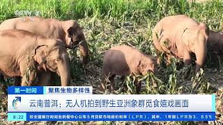 [第一时间]聚焦生物多样性 云南普洱：无人机拍到野生亚洲象群觅食嬉戏画面| 财经风云