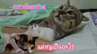 แมวน้อยห่วงแม่  แม่หนูเป็นอะไร#แมว #cat #แมวน่ารัก