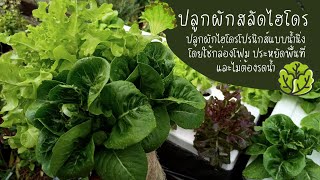 [EP:213] ปลูกผักสลัดแบบไฮโดรโปรนิกส์ ปลูกผักน้ำนิ่ง 🥗🥗