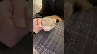 おひざの上でくつろぐフェレット😴#フェレット #フェレットのいる生活 #ferret #可愛い #animals