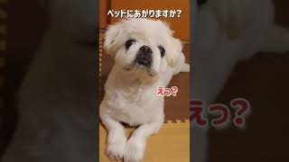 僕をベッドに抱っこして乗せて#ペキニーズ#可愛い犬#dog #shorts