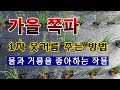 [텃밭농부 1,673]  가을쪽파에 1차 웃거름 주는 방법. #쪽파재배