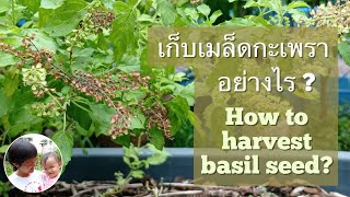 How to harvest basil seeds from plants เก็บเมล็ดกะเพรา โหระพา แมงลัก จากต้น | สวนชะเอม