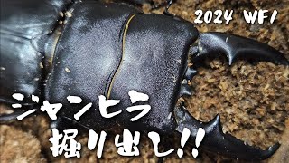 WF1 掘り出し！【クワガタ飼育】【クワガタ採集】【ヒラタクワガタ】