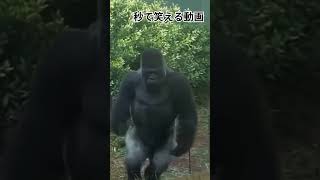 秒で笑える動画 #ゴリラさん #おすすめ