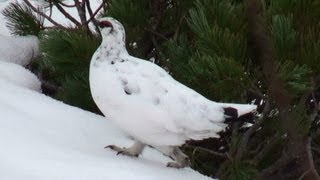 [The Japanese Ptarmigan] 雷鳥(ライチョウ) 特別天然記念物 立山・室堂 2012.4.30