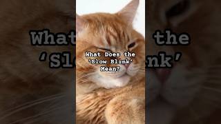 What Does the ‘Slow Blink’ Mean? | Cat Communication