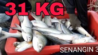 MEMUKAT SENANGIN DI BAGAN DATUK PART 5 (FOURFINGER THREADFIN) 31KG