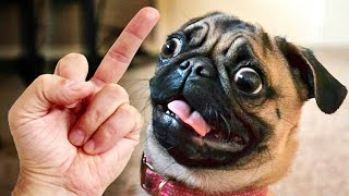 Dog Hates Middle Finger Compilation #5 - Putting Middle Fingers Up To Dogs