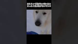 遊びたい飼い主vs遊ぶ気がないワンコ　#Shorts