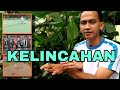 Pengertian dan contoh latihan Kelincahan Serta perbedaannya dengan kecepatan.