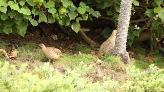 grey francolin pair in forest