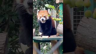 アルの🍎タイム、姫りんごの側で😋202408 #レッサーパンダ #redpanda #羽村市動物公園