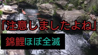 だから注意したんですよ…錦鯉ほぼ全滅。残念です。#Koi  #錦鯉  #アクアリウム