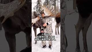 雪の穴に落ちたヘラジカを男性が救出しました