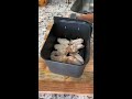 air fryer chicken wings chickenwings foodshort airfryer