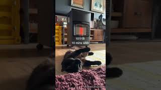 ストーブを初体験した元野良猫の反応 Stray cat sleeping in front of a fire for the first time #Shorts