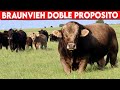 🔴 BRAUNVIEH La Verdadera Raza DOBLE PROPOSITO ✅ Vacas Lecheras  y Doble Propósito