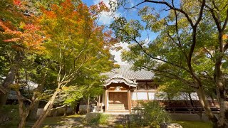 2024/11/18　２割くらい色づいた　吉田藩伊達家の菩提寺　大乗寺の紅葉　その２　〜愛媛県宇和島市〜