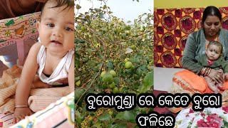 buromunda ରେ କେତେ ବୁରୋ ଫଳିଛେ//ଆମର ବାରି kana kana ଫଳିଚେ //new blog