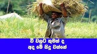 වී වල අර්බුධය දිගින් දිගටම