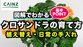 クロサンドラの育て方 カインズ花図鑑